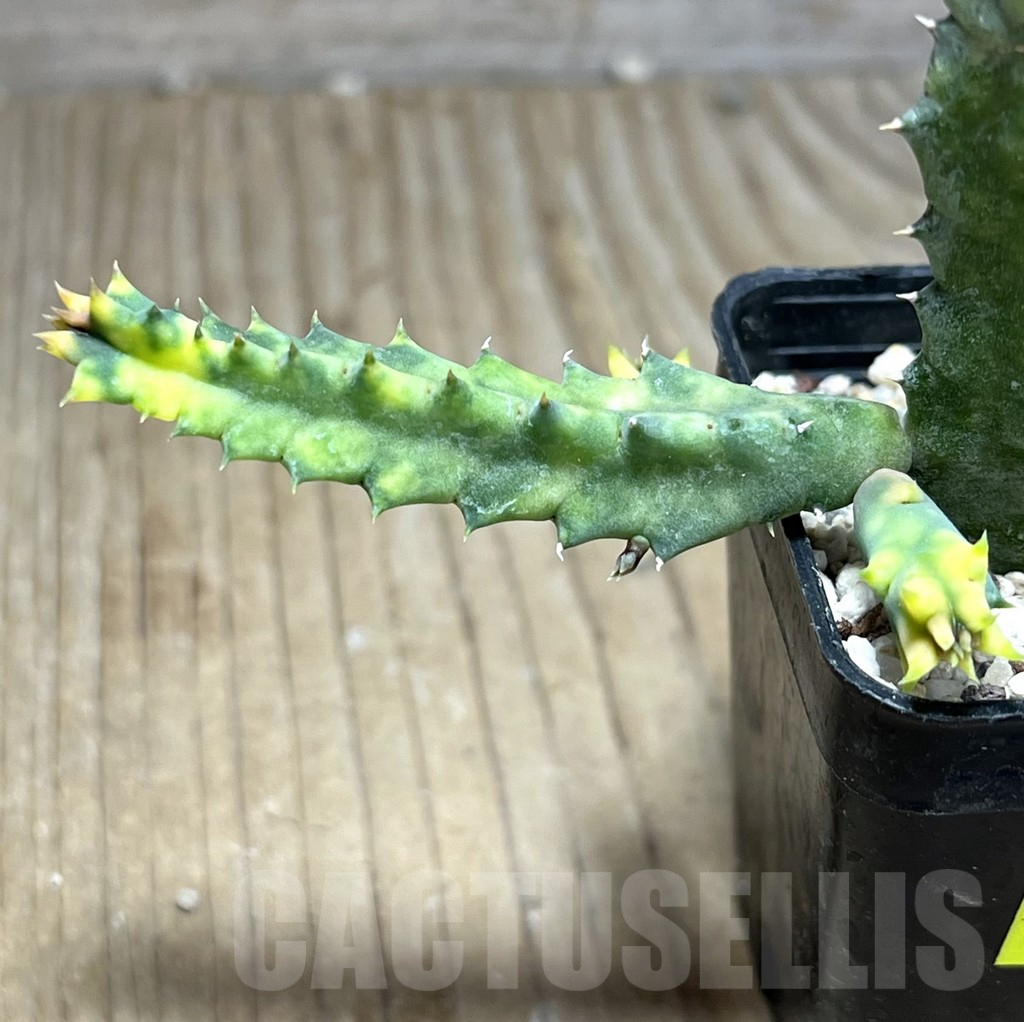 SHPR25799 Huernia zebrina f. variegata