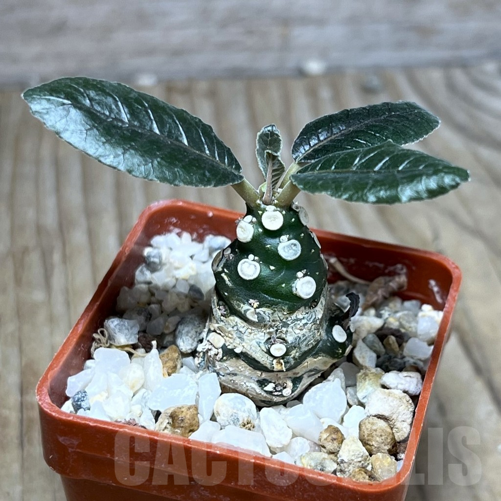 SHPR25802 Dorstenia foetida