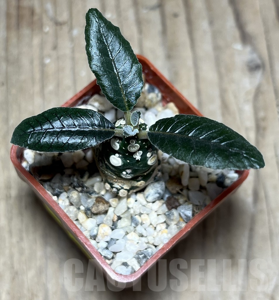 SHPR25802 Dorstenia foetida – Image 2