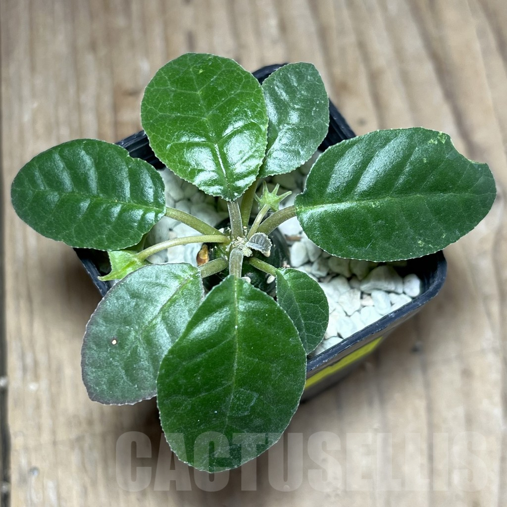 SHPR25803 Dorstenia foetida - Image 2