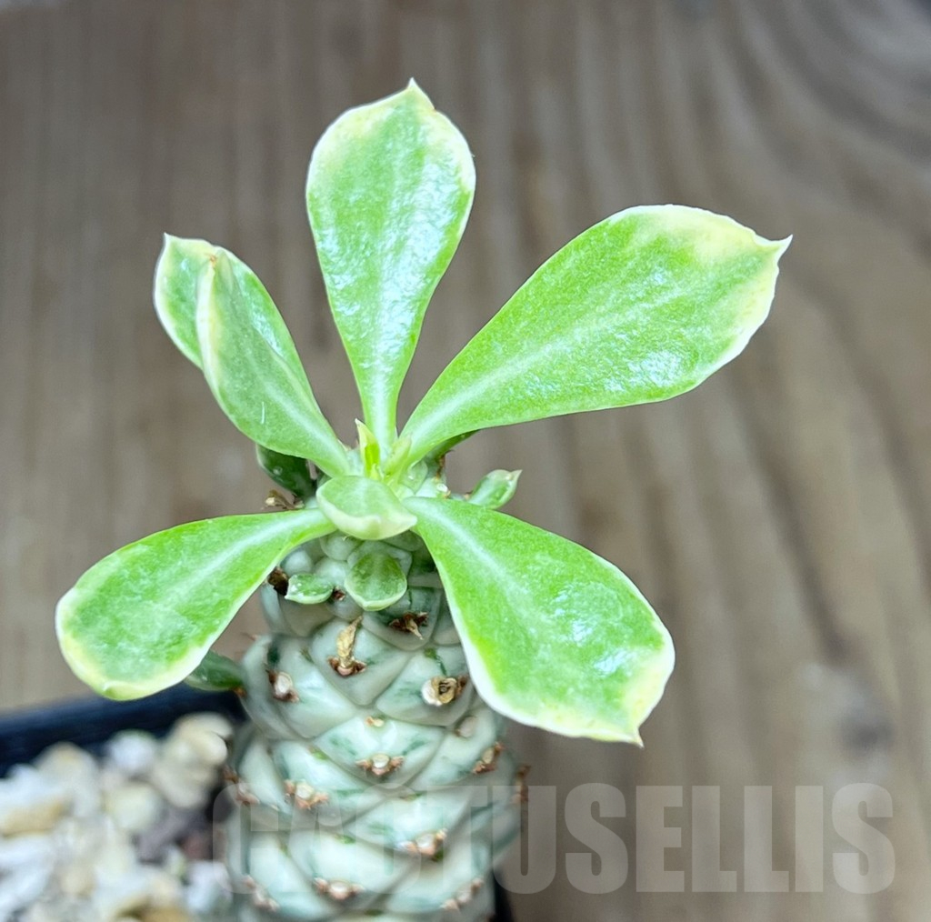 SHPR25804 Monadenium stapelioides f. variegata - Imagen 2