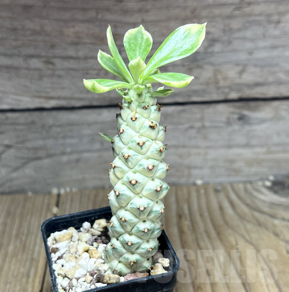 SHPR25804 Monadenium stapelioides f. variegata