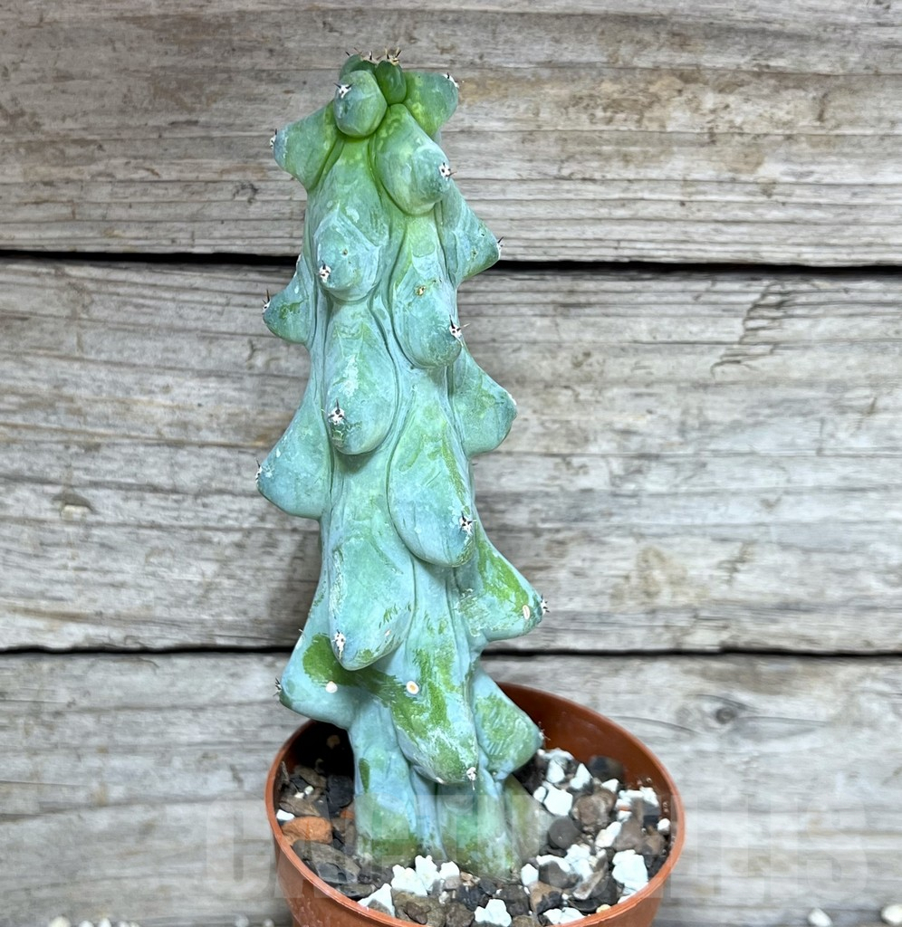 SHPR25805 Myrtillocactus geometrizans ‘Fukurokuryuzinboku’ - Obrázek 2