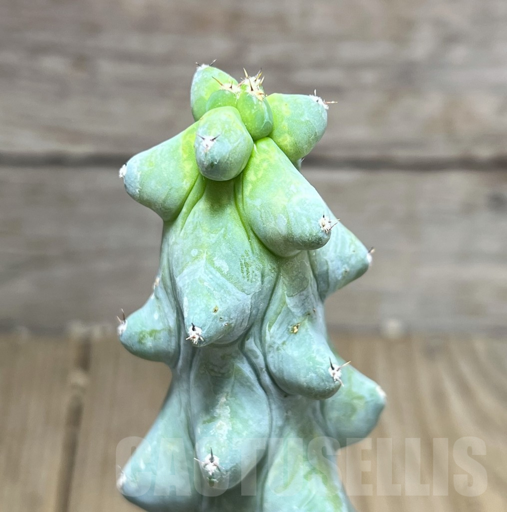 SHPR25805 Myrtillocactus geometrizans ‘Fukurokuryuzinboku’