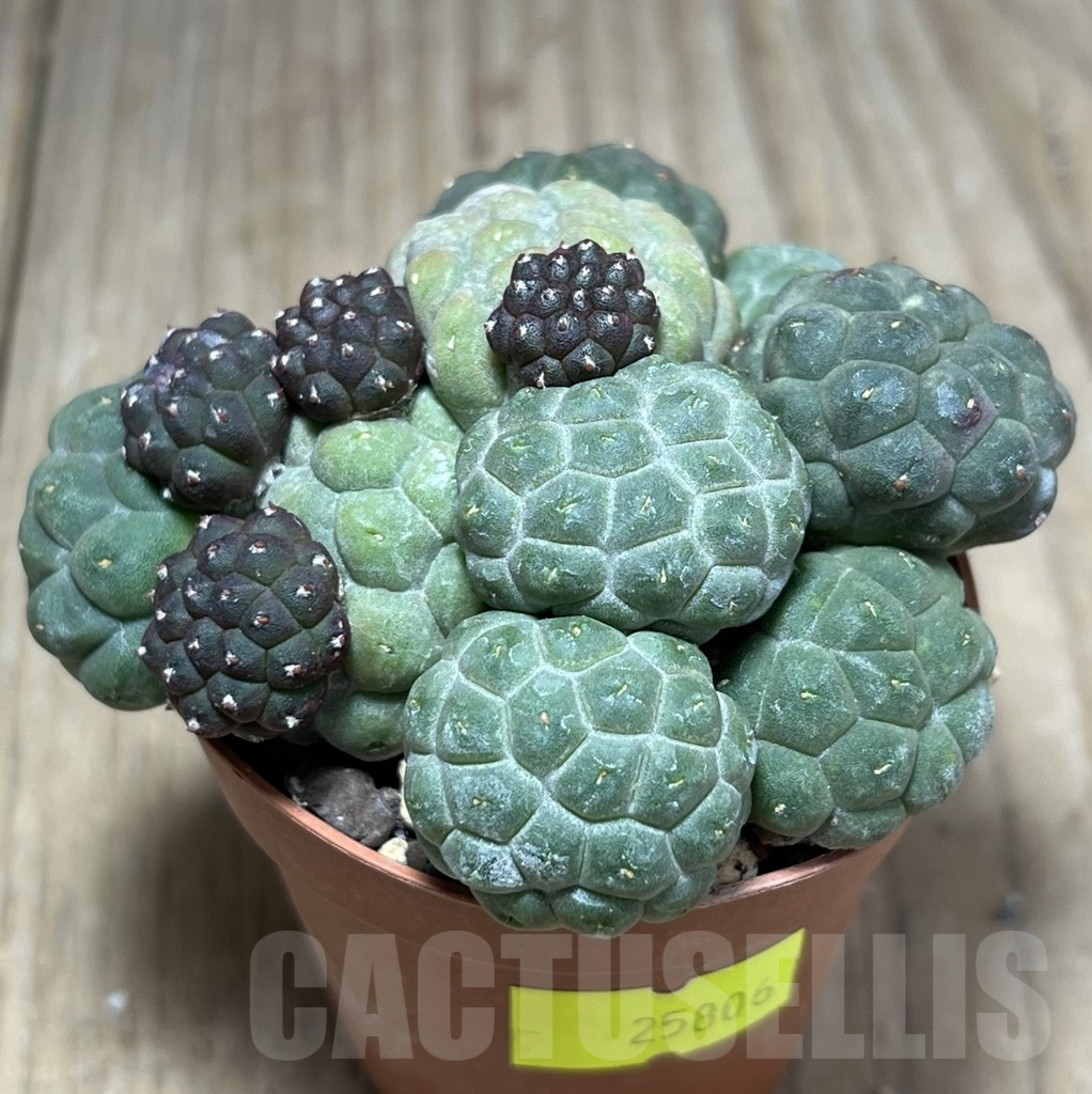 SHPR25806 Puna bonnieae ‘inermis’