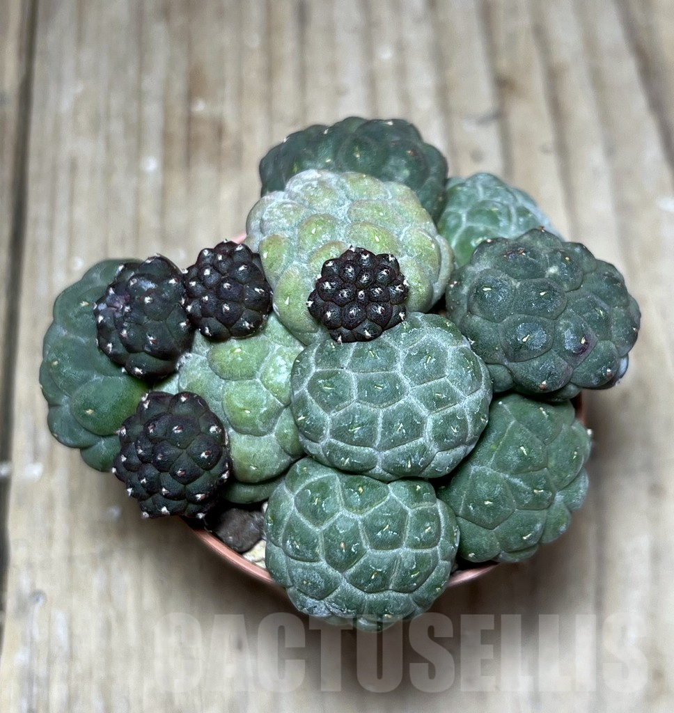 SHPR25806 Puna bonnieae ‘inermis’ - Image 2