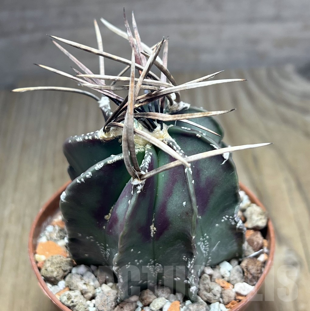 SHPR25868 Astrophytum niveum nudum