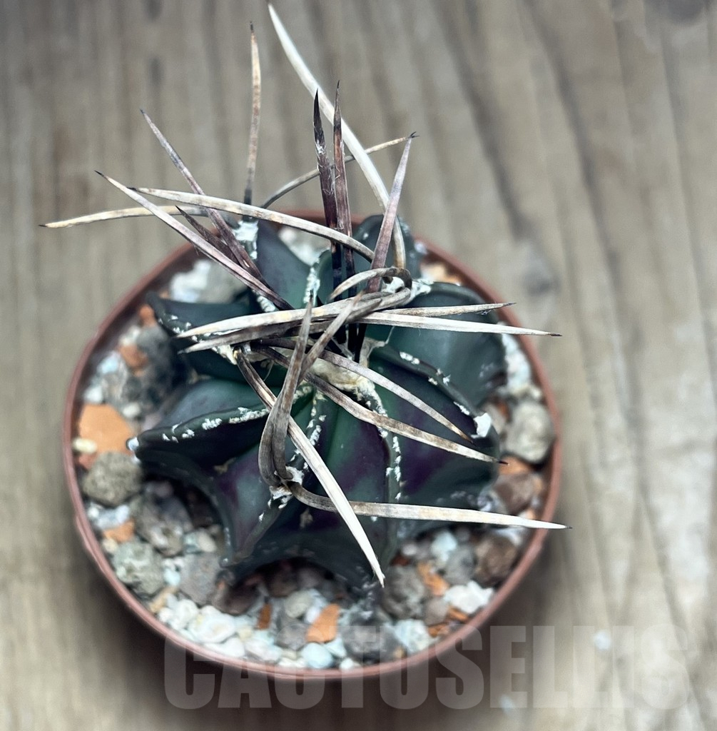 SHPR25868 Astrophytum niveum nudum - immagine 2