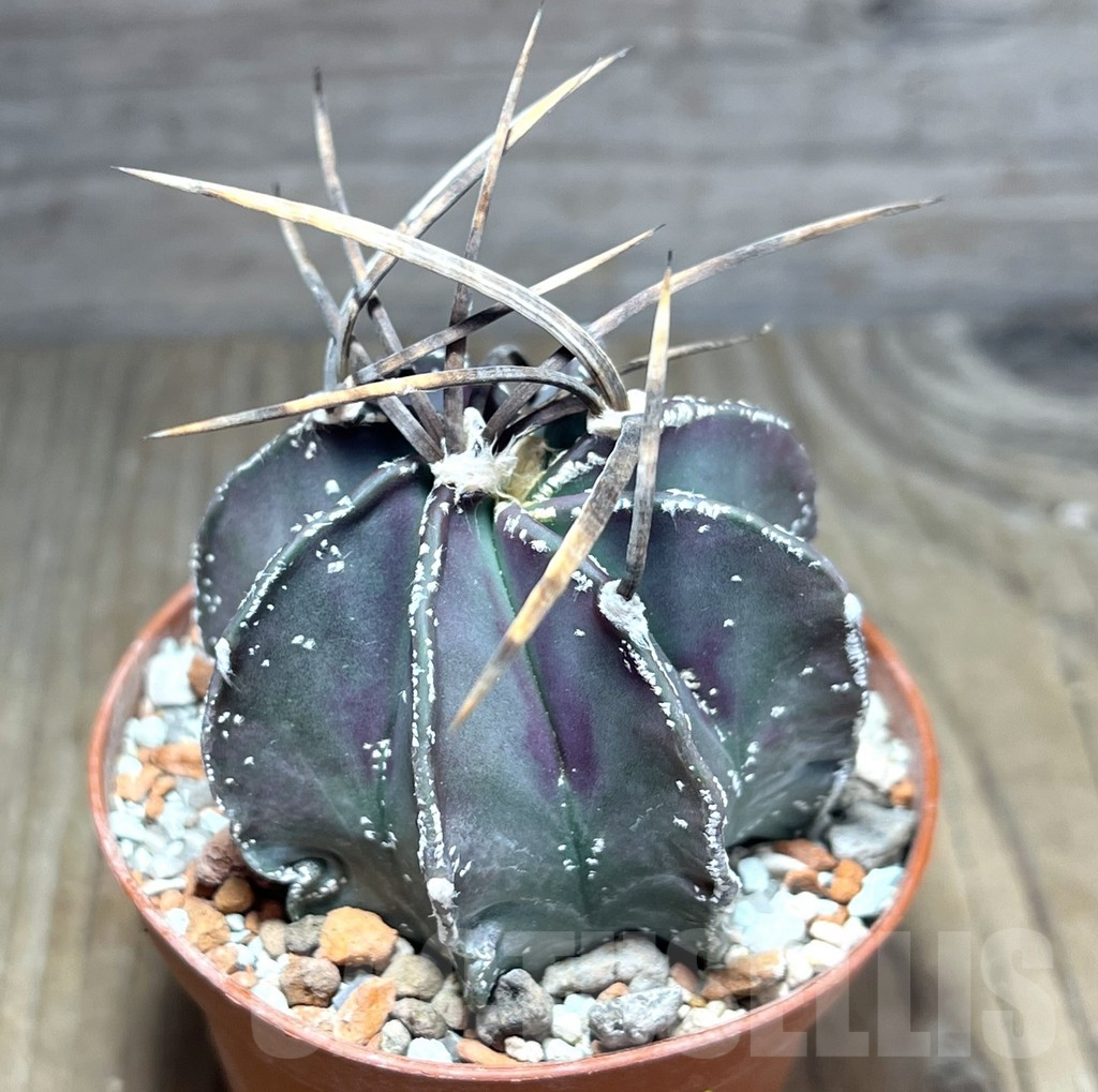 SHPR25869 Astrophytum niveum nudum