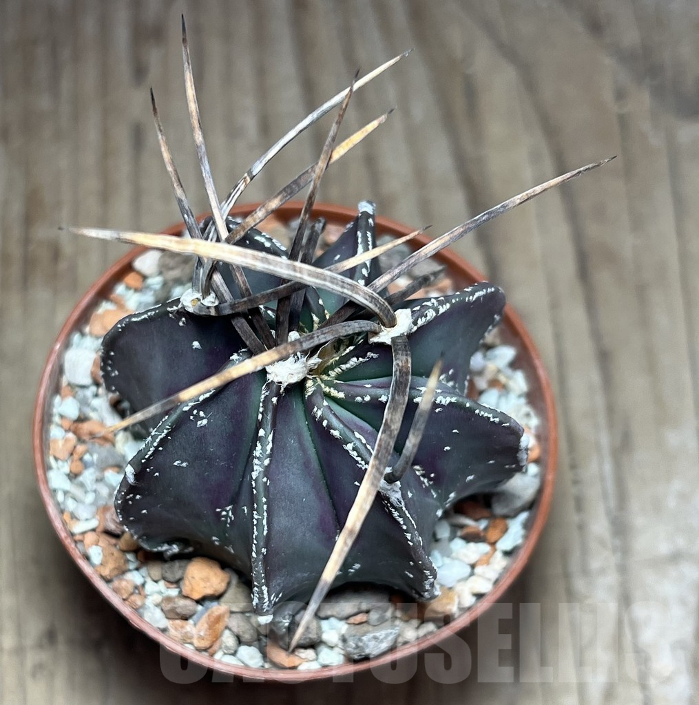 SHPR25869 Astrophytum niveum nudum - immagine 2