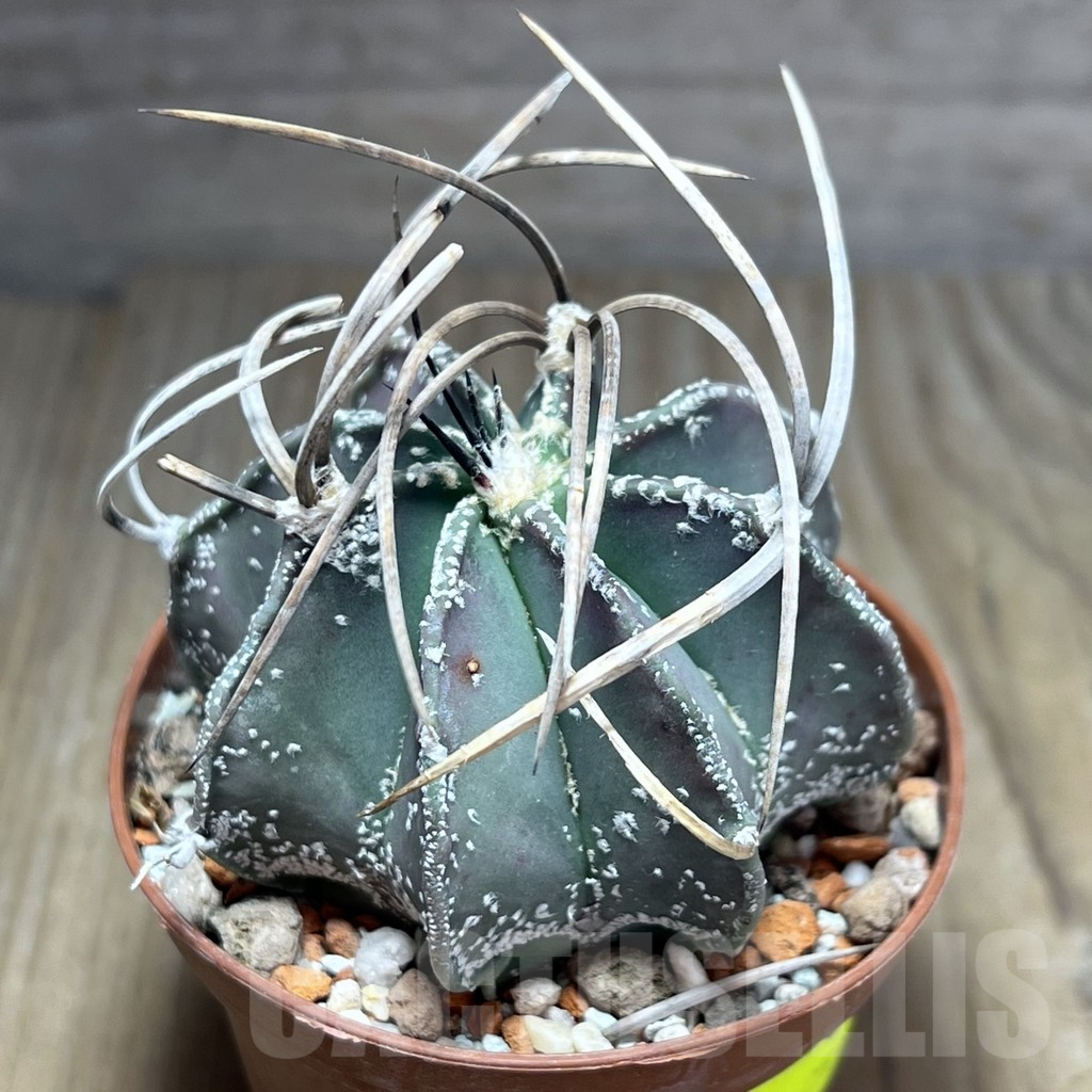 SHPR25870 Astrophytum niveum nudum
