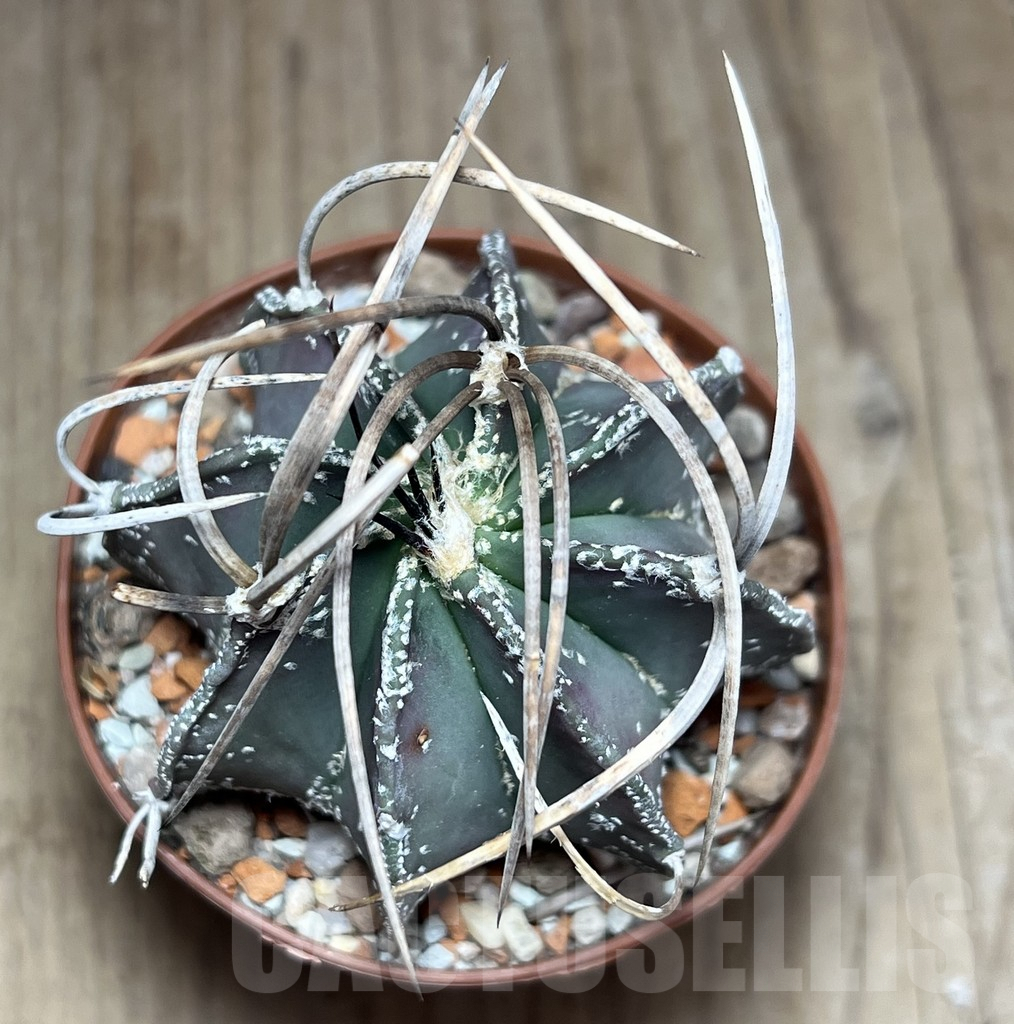 SHPR25870 Astrophytum niveum nudum - immagine 2
