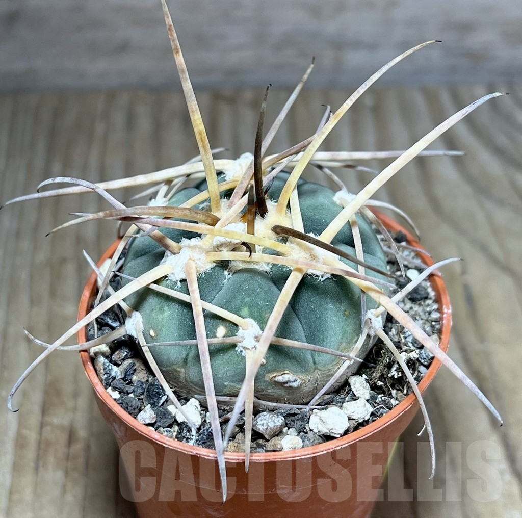 SHPR25872 Gymnocalycium armatum