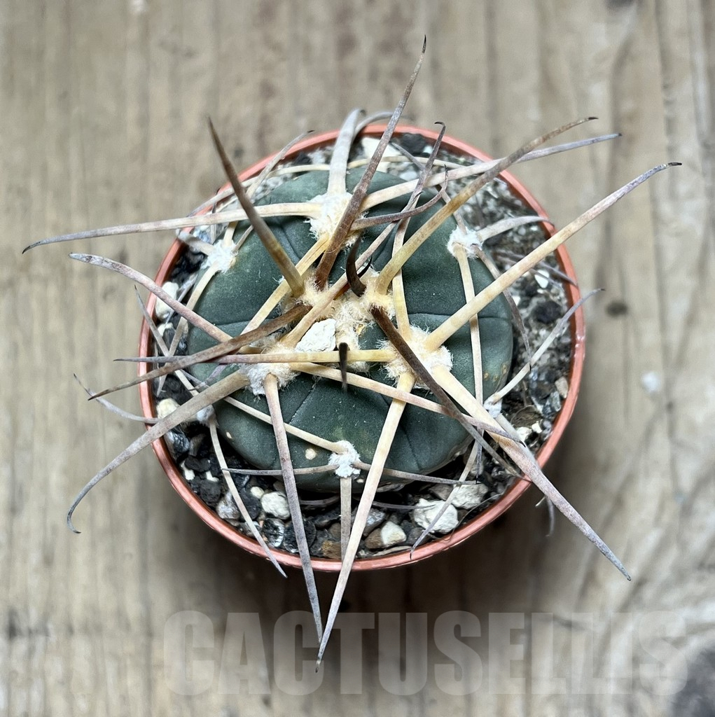 SHPR25872 Gymnocalycium armatum - Image 2