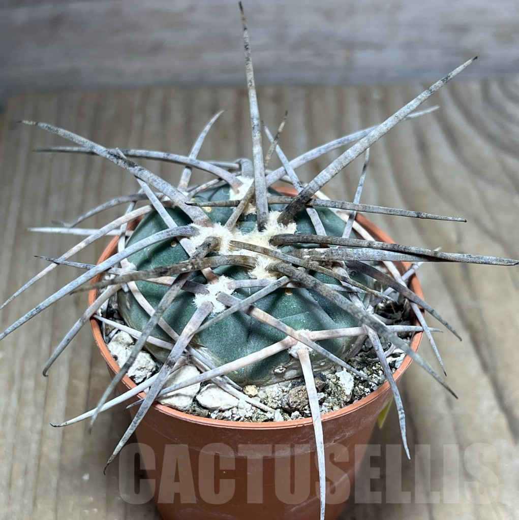 SHPR25873 Gymnocalycium armatum