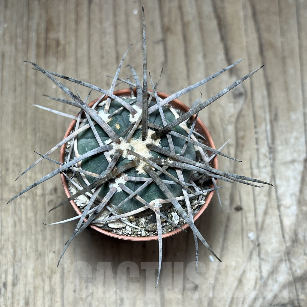 SHPR25873 Gymnocalycium armatum – Bild 2
