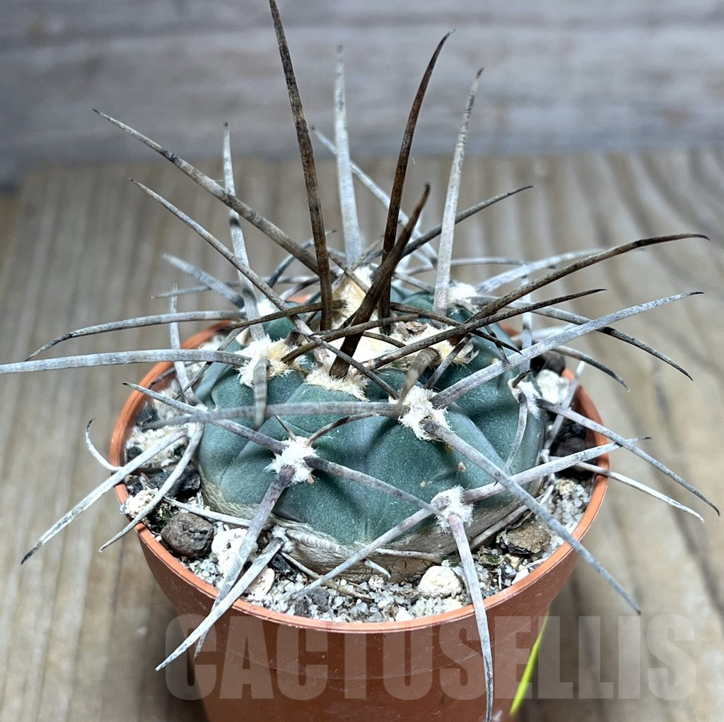 SHPR25874 Gymnocalycium armatum