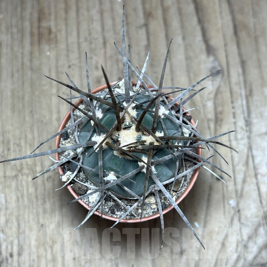 SHPR25874 Gymnocalycium armatum - 画像 (2)