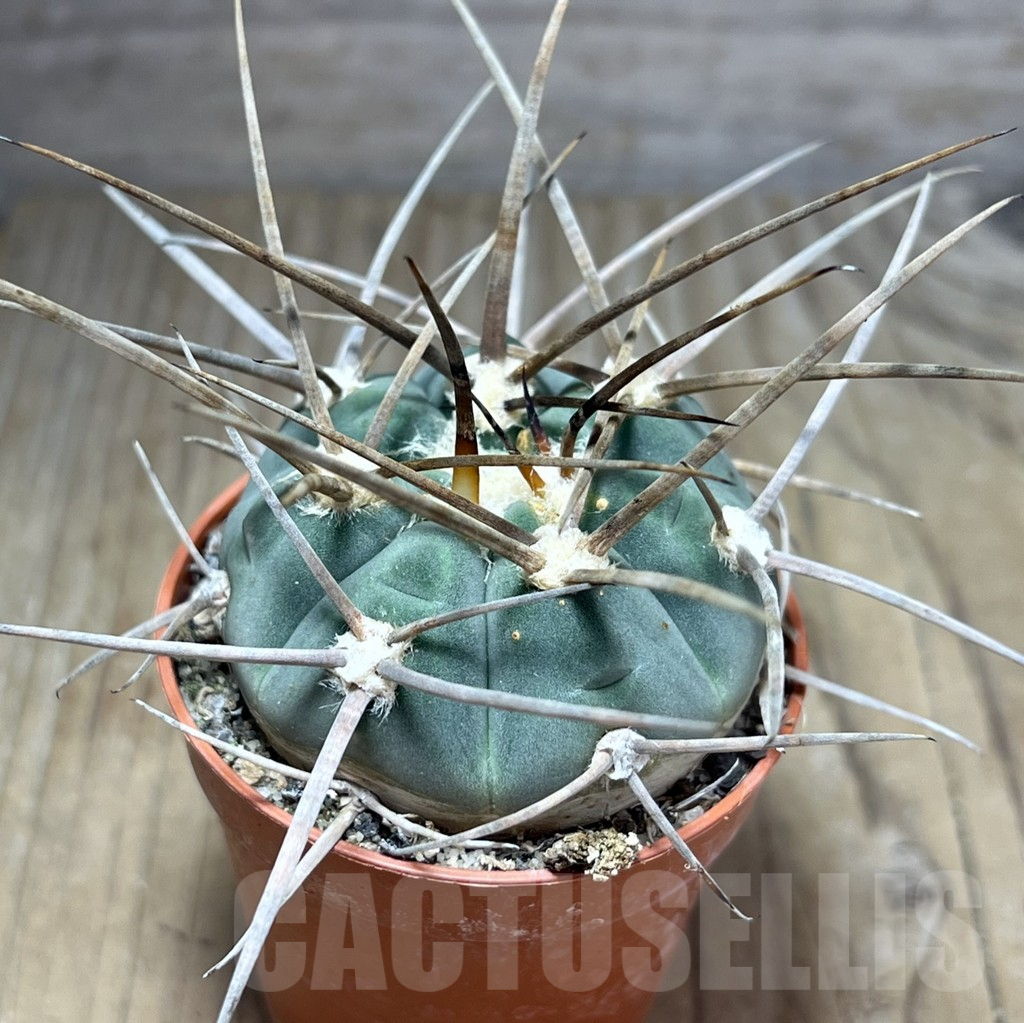 SHPR25879 Gymnocalycium armatum - Image 2