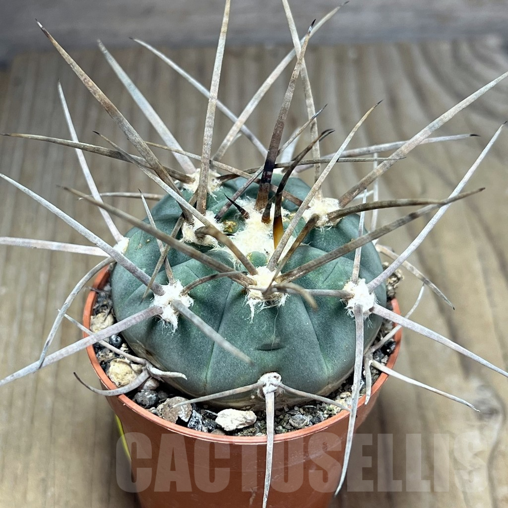 SHPR25879 Gymnocalycium armatum