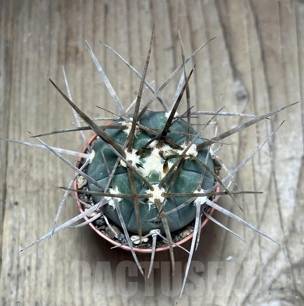 SHPR25879 Gymnocalycium armatum - Image 3