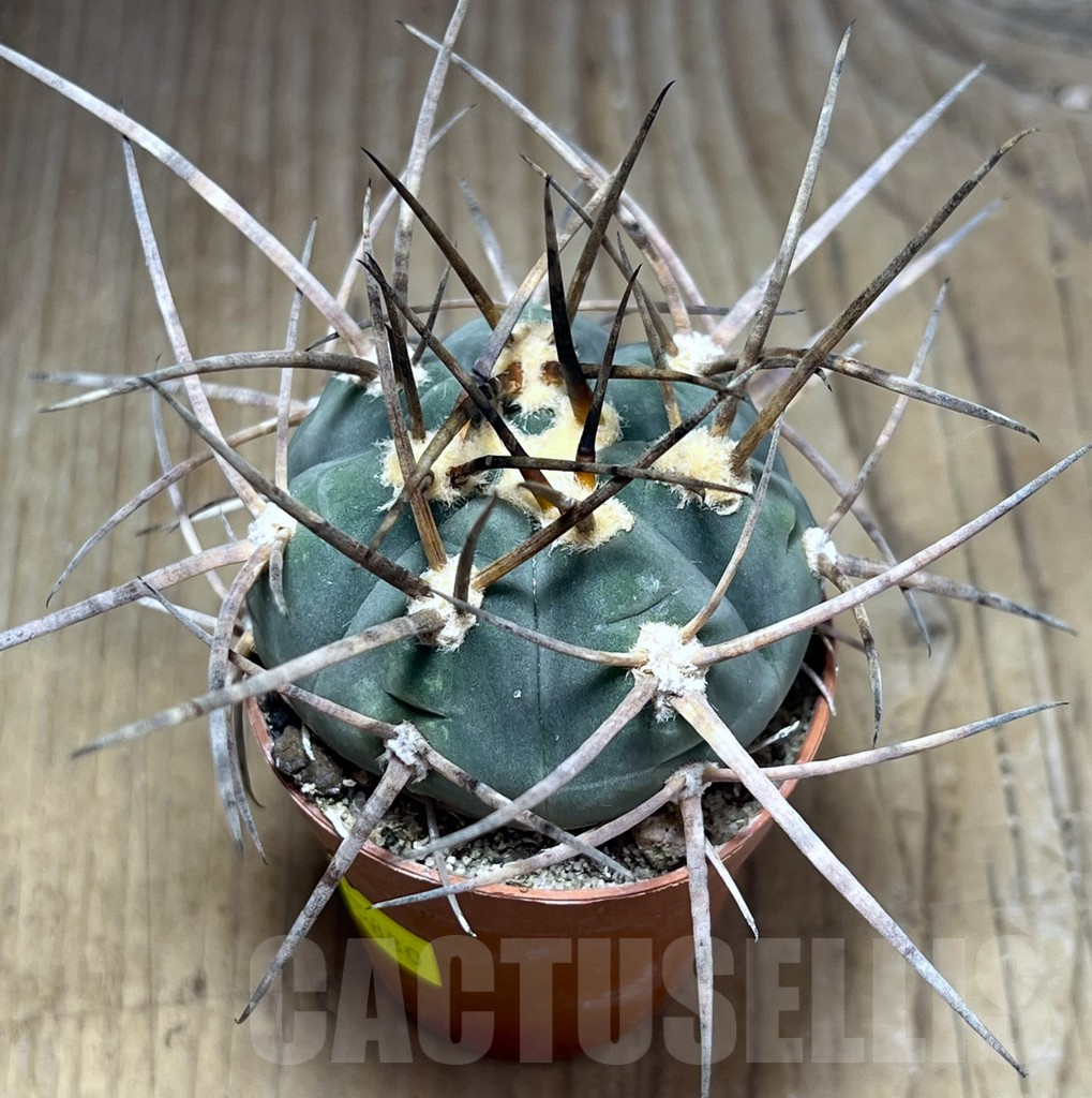 SHPR25880 Gymnocalycium armatum - Image 3