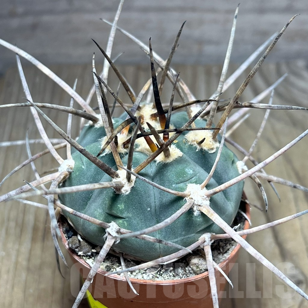 SHPR25880 Gymnocalycium armatum