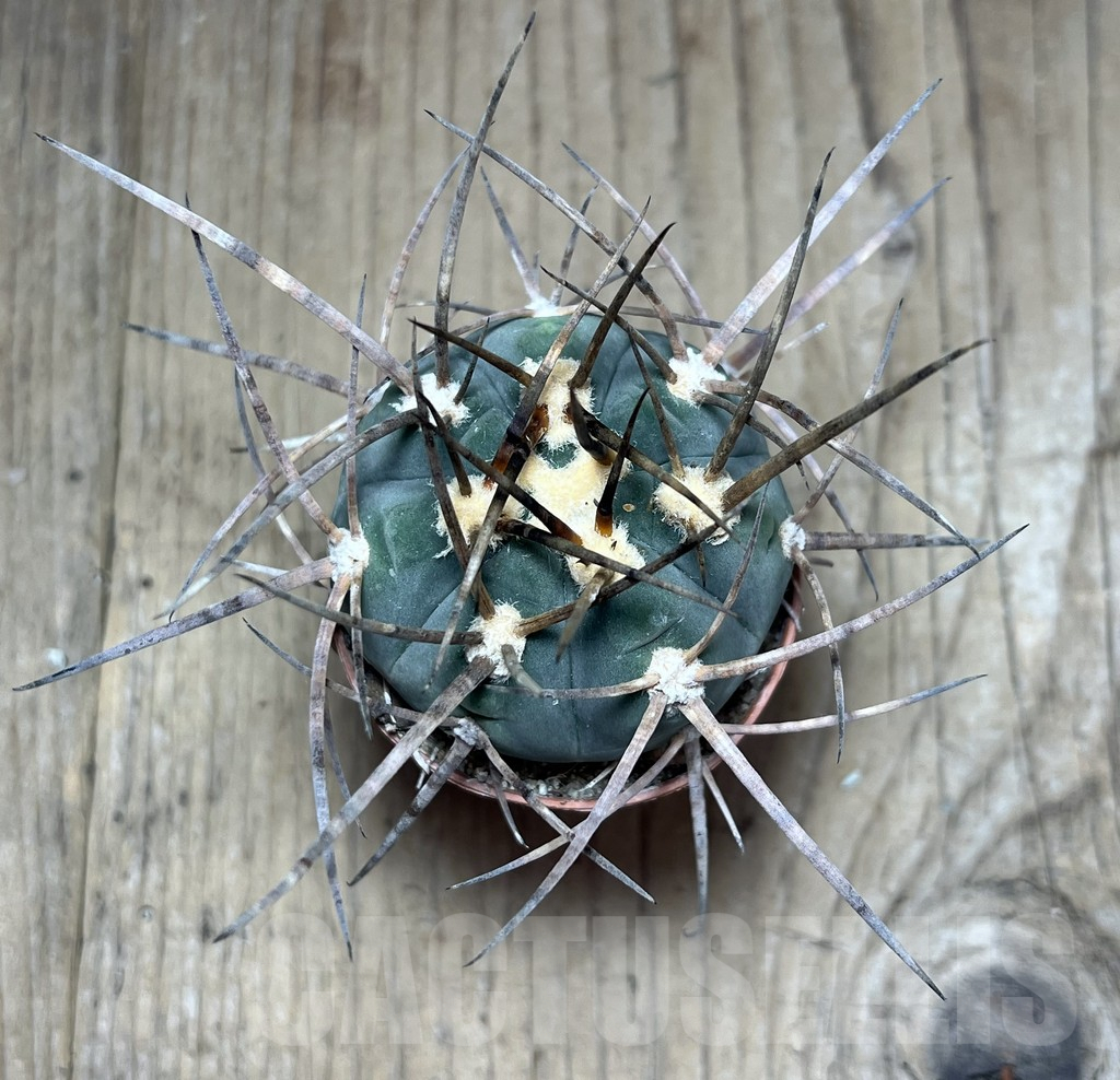 SHPR25880 Gymnocalycium armatum - Image 2