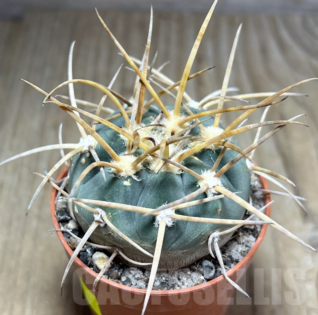 SHPR25881 Gymnocalycium armatum