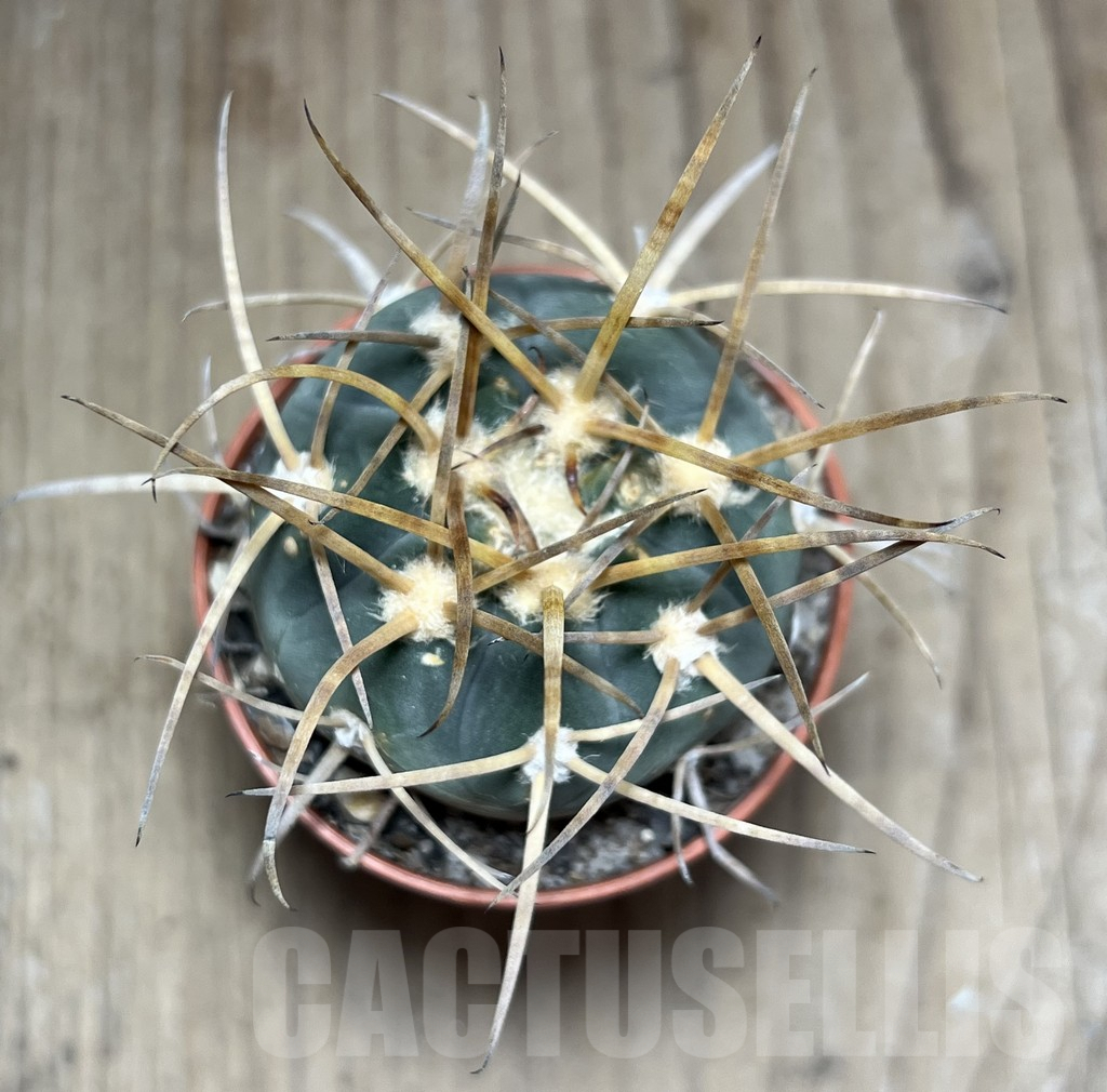 SHPR25881 Gymnocalycium armatum - Image 2