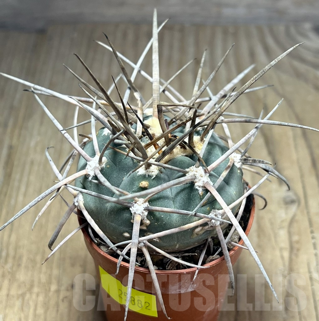SHPR25882 Gymnocalycium armatum - Image 2