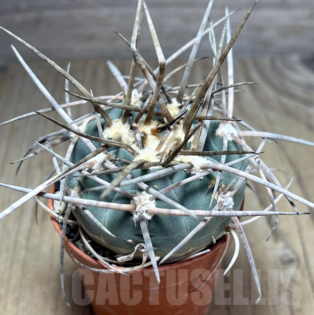 SHPR25882 Gymnocalycium armatum