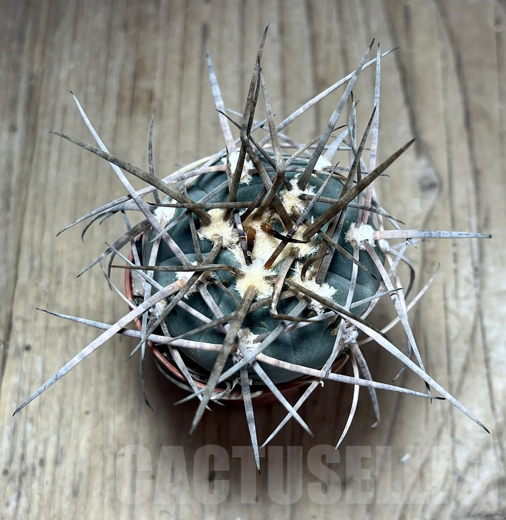 SHPR25882 Gymnocalycium armatum - Image 3