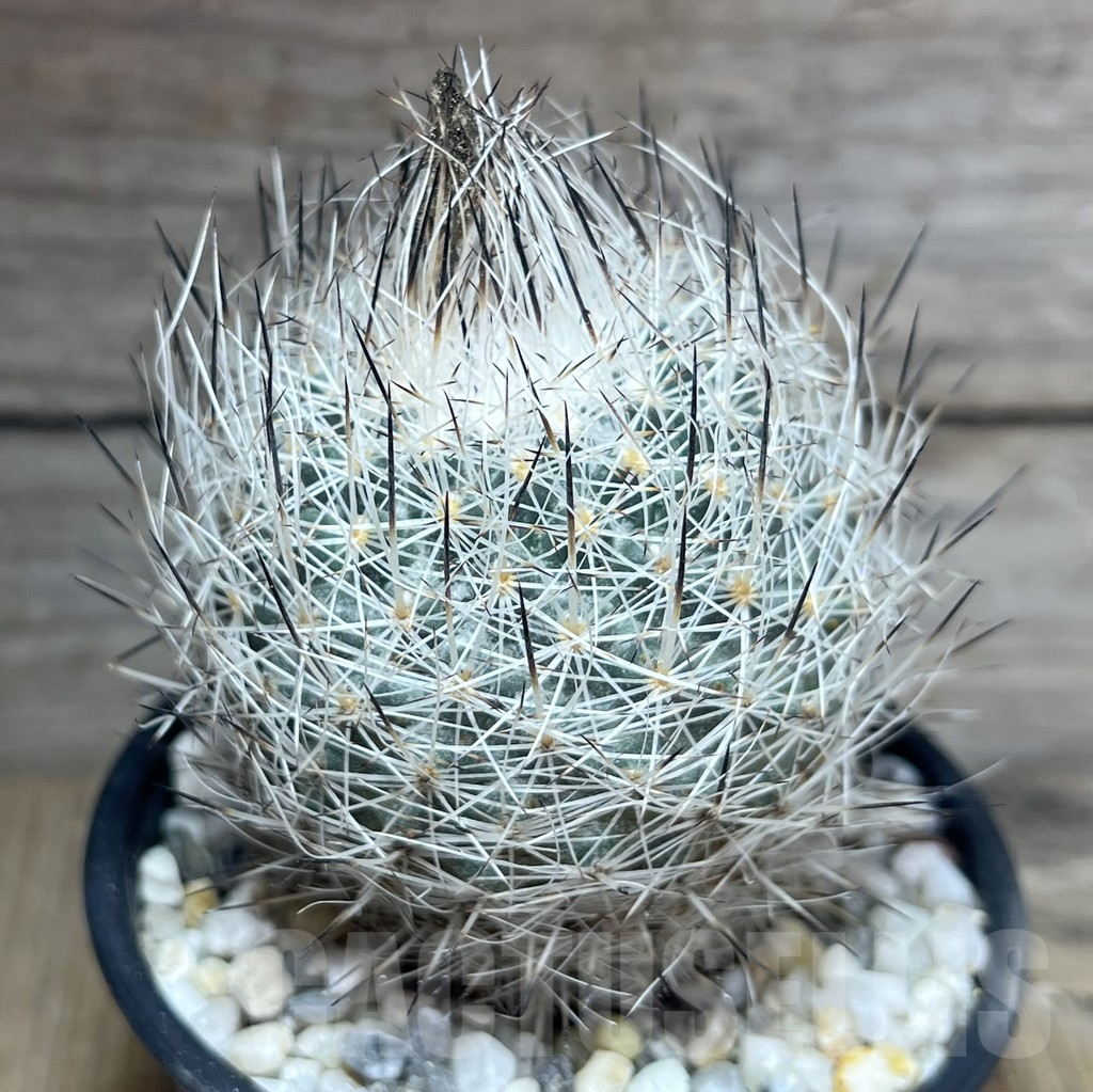 SHPR25883 Turbinicarpus beguinii v. senilis