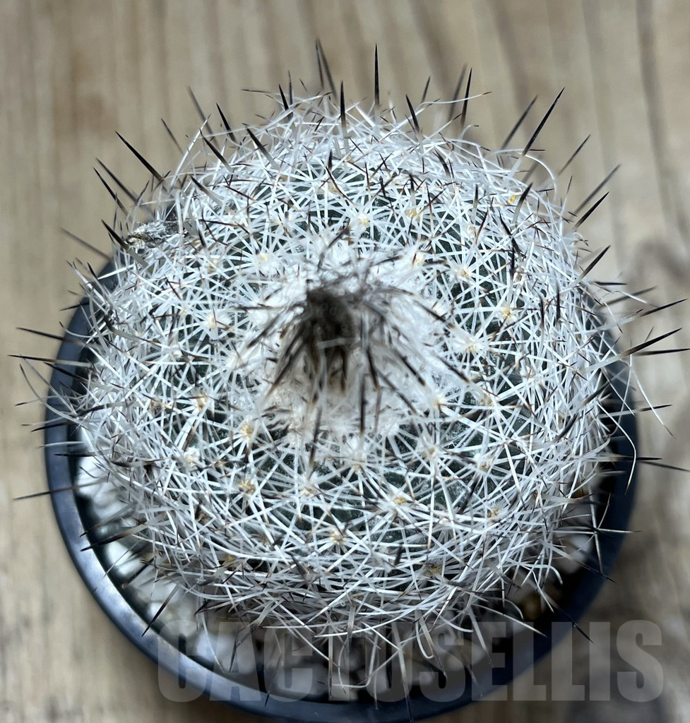 SHPR25883 Turbinicarpus beguinii v. senilis - Image 2