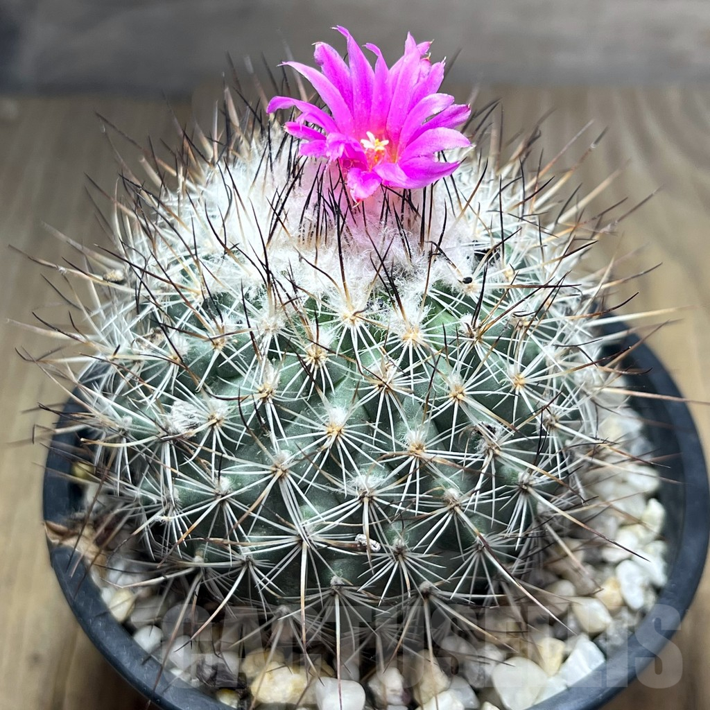 SHPR25884 Turbinicarpus viereckii L 1159