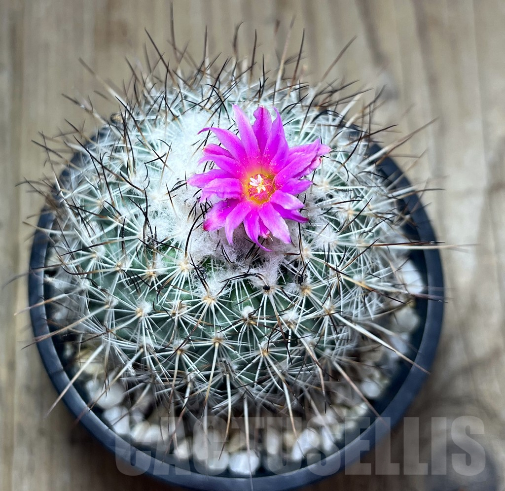 SHPR25884 Turbinicarpus viereckii L 1159 - Image 2