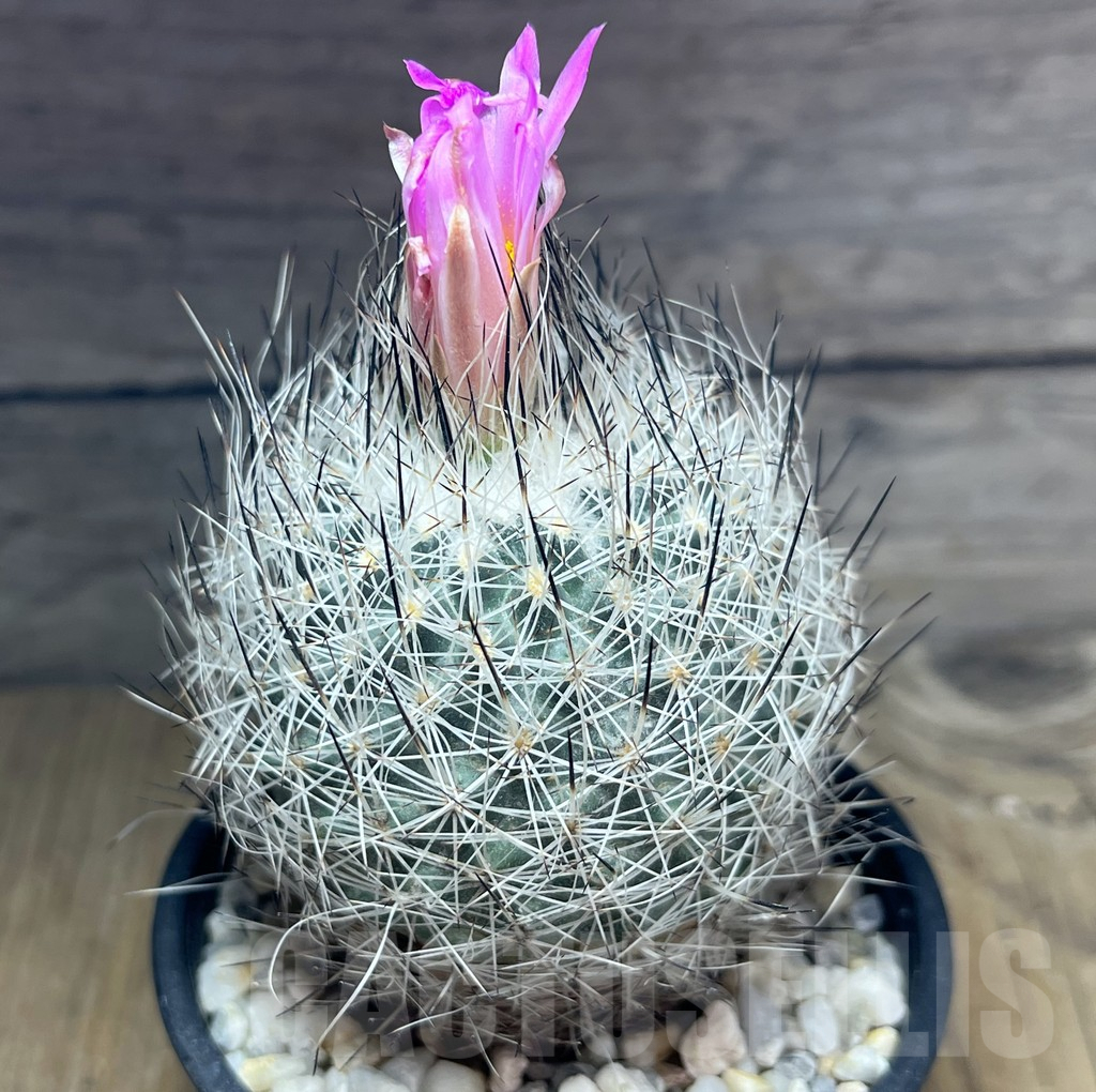 SHPR25885 Turbinicarpus beguinii v. senilis