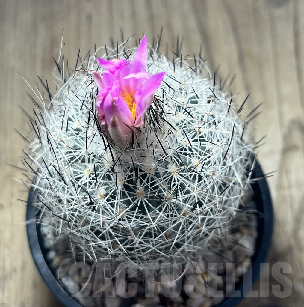 SHPR25885 Turbinicarpus beguinii v. senilis - Image 2