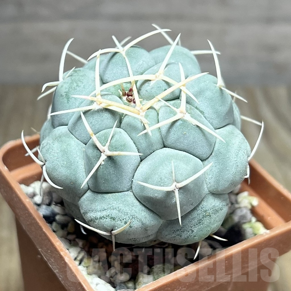 SHPR25886 Thelocactus hexaedrophorus