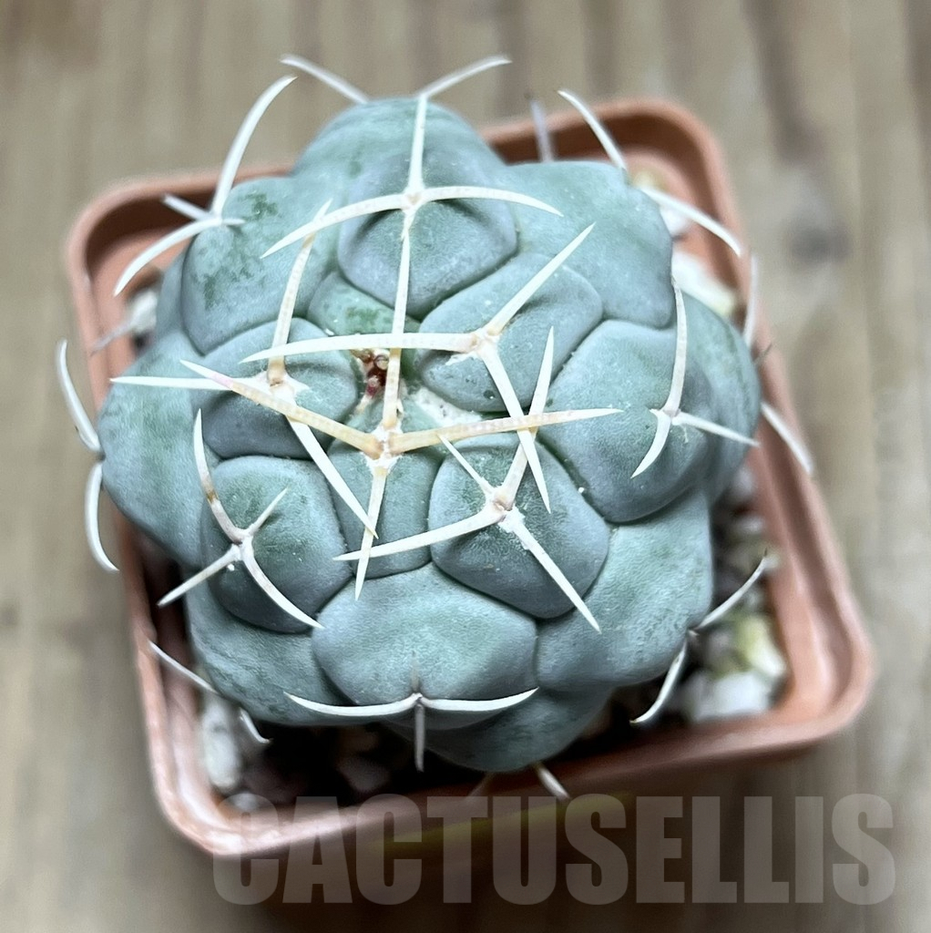 SHPR25886 Thelocactus hexaedrophorus – Image 2