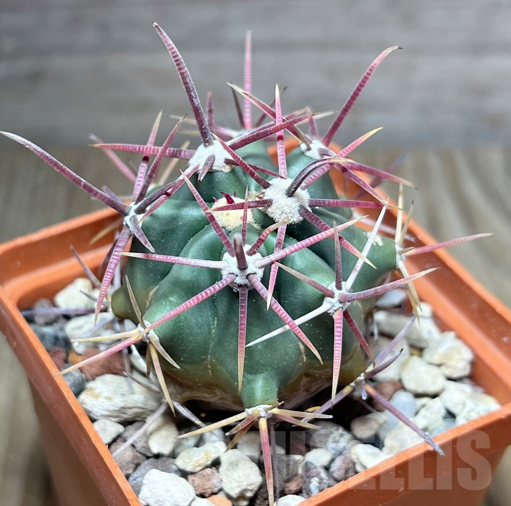 SHPR25887 Ferocactus gracilis v. coloratus RUS-137