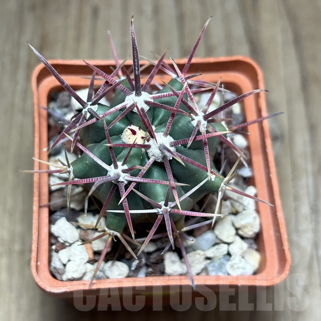 SHPR25887 Ferocactus gracilis v. coloratus RUS-137 – Image 2