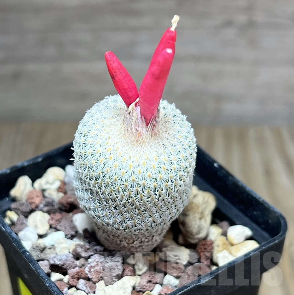 SHPR25888 Epithelantha micromeris