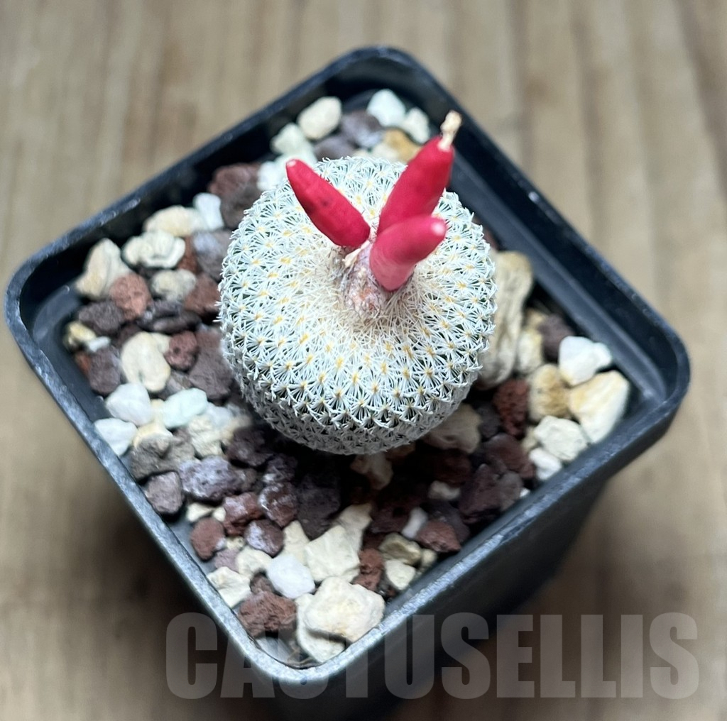 SHPR25888 Epithelantha micromeris - immagine 2