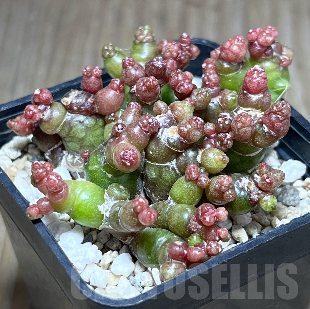 SHPR25889 Mammillaria bocasana ‘Fred’