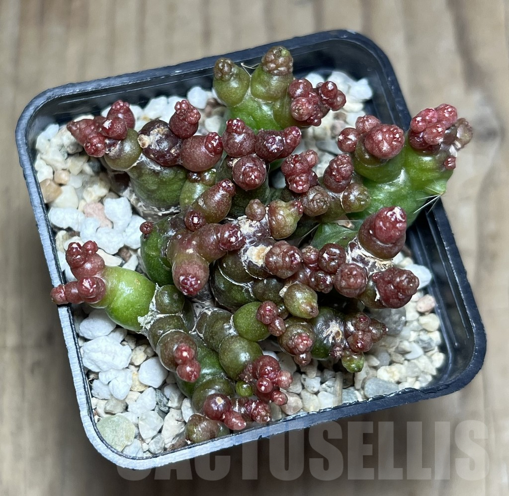 SHPR25889 Mammillaria bocasana ‘Fred’ - immagine 2