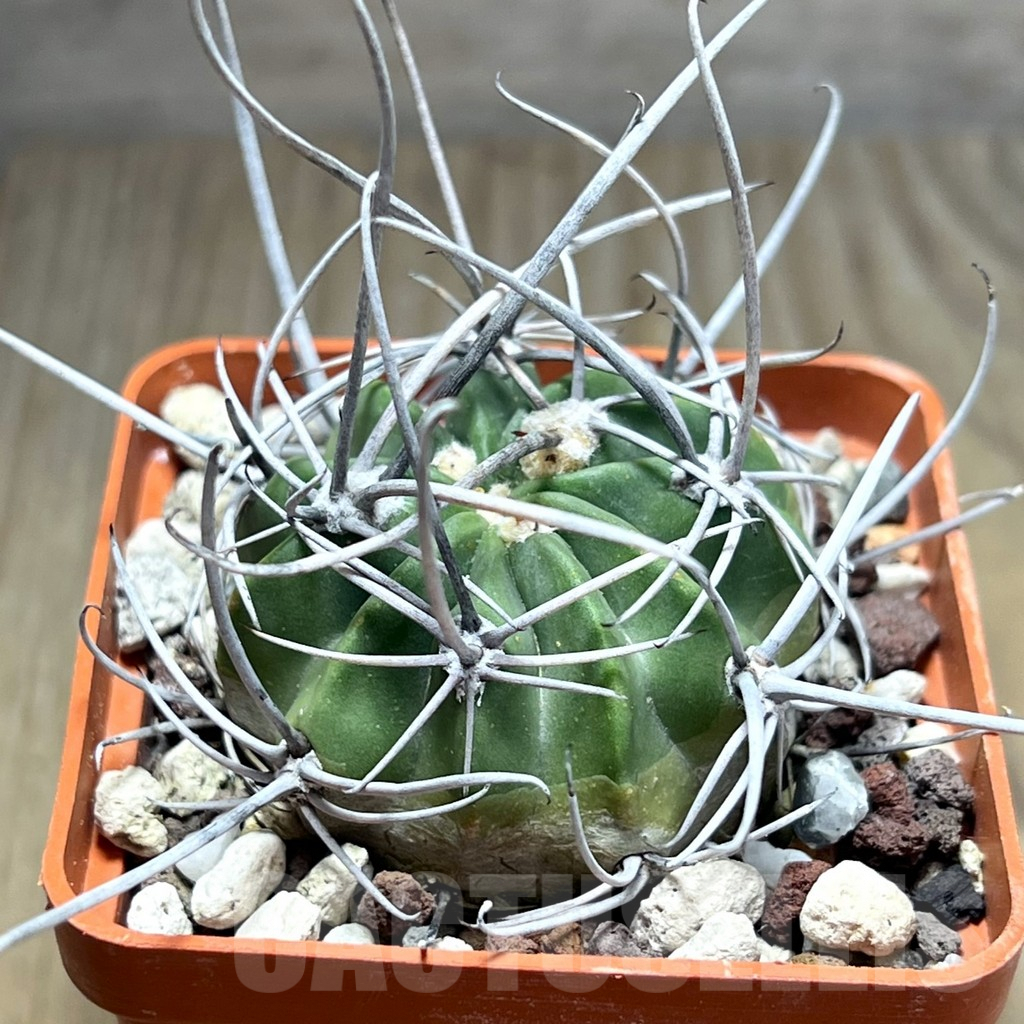 SHPR25891 Lobivia ferox LF 818