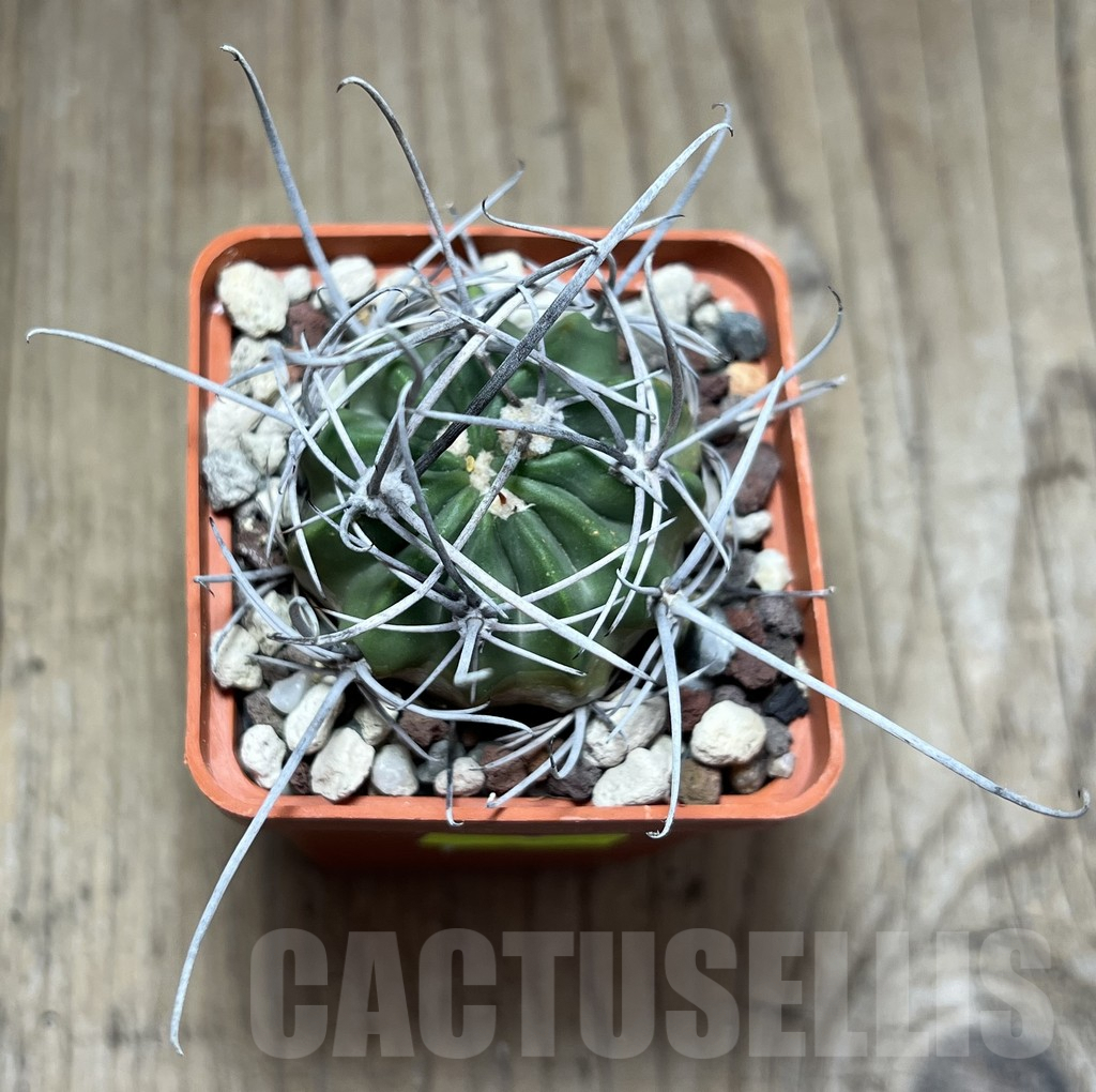 SHPR25891 Lobivia ferox LF 818 - immagine 2