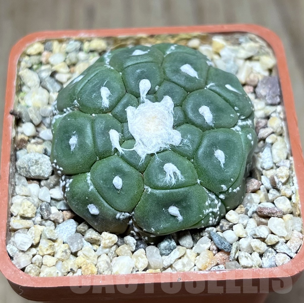 SHPR25892 Astrophytum asterias ‘Kikko Lizard Skin’